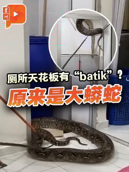 破洞处露出“峇迪布” 厕所天花板藏巨蟒