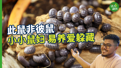 【视频】此鼠非彼鼠，小小鼠妇，易养爱躲藏