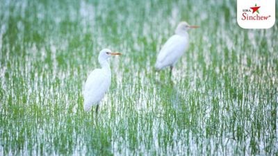星洲人推荐》走进水闸 感受稻浪金黄