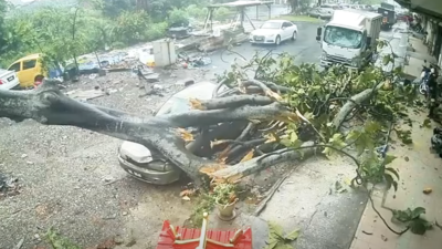 【视频】独家| 只差20秒！巨树倒下压中轿车 黄一飞家人惊险逃命