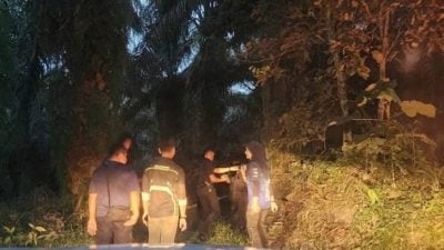 加叻油棕园发现女尸 高度腐烂 身份不明