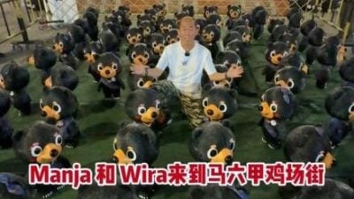 视频 | 800只Wira和Manja齐聚鸡场街 为大马旅游年助力！