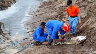建筑工地池塘现巨鳄　民防队出动神手捕获