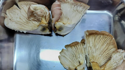 AI说无毒可吃 男子误食毒菇狂吐送院