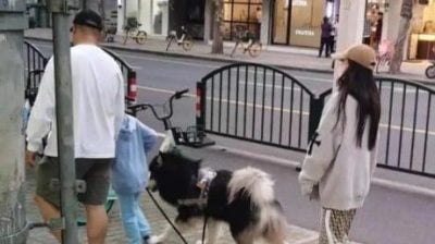 Angelababy传有新欢 被捕获“一家三口”遛狗温馨画面