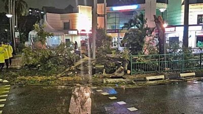 回家途中大树倒 母子遭压伤送院