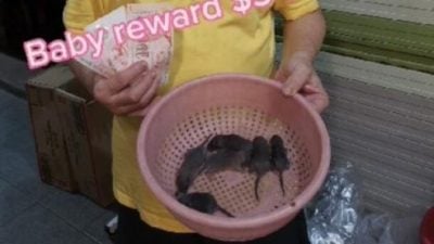 ‘捉老鼠，有钱拿！’ 狮城商联会巧思灭鼠