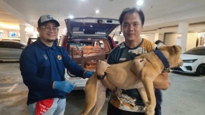 SARA：动物健康服务活动 . 29及30日狂犬病疫苗接种