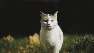 太变态！  尼泊尔外劳兽奸猫咪  还从4楼抛下