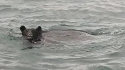 ​海里也有熊！青森渔夫遇到“熊游泳” 急召猎人射杀