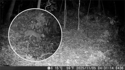 ​石虎睽违31年再现阿里山　创嘉义南地区最高海拔纪录