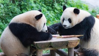 视频｜新熊猫今日抵马 “晨星” “晓月”来了！