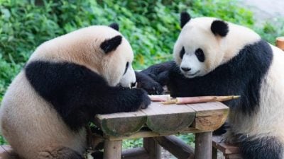 “晨星”“晓月”要来了！新熊猫下周抵马