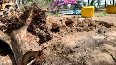 “森亚尔”肆虐后满城狼藉　波德申逾200建筑受损、上千棵树倒　当局全力清理灾区