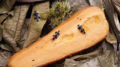 【异宠当道／01】此鼠非彼鼠，小小鼠妇，易养好养