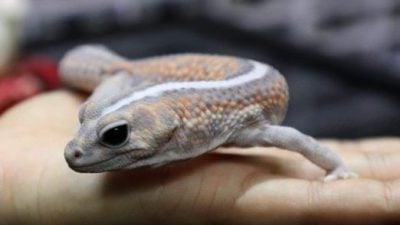 【异宠当道／02】微笑的守宫，呆呆萌萌俘获人心