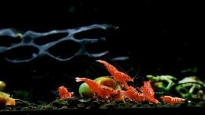 【异宠当道／03】迷你观赏虾，外观千变万化，培育出冠军级品种