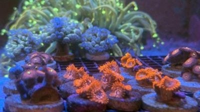 【异宠当道／04】在家养珊瑚，将美丽的海底世界搬回家