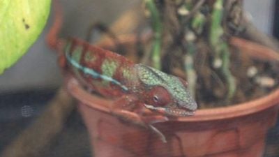 【异宠当道／05】想养异宠！饲养前，这些事项需要深思熟虑