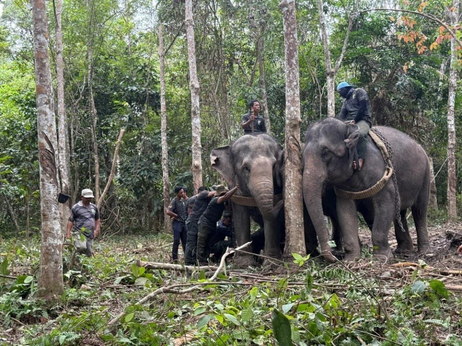 三头野象 顺利在宜力搬移