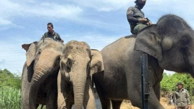 宜力3野生大象迁移