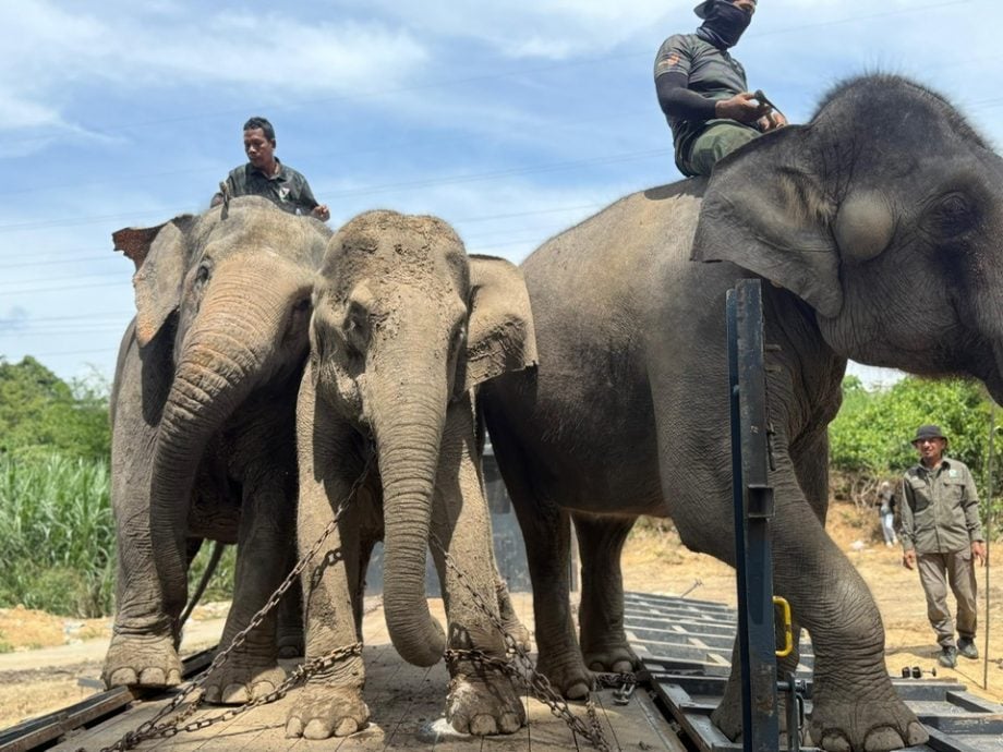 三头野象 顺利在宜力搬移