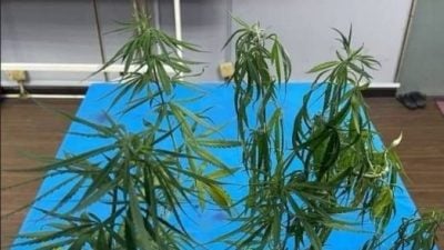 上网自学在家种大麻·警方突击逮捕一男一女