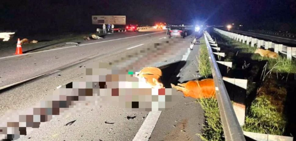 东1：已签发：一辆轿车在第二东海岸大道撞上一群牛只，险些夺走一对夫妇的性命。