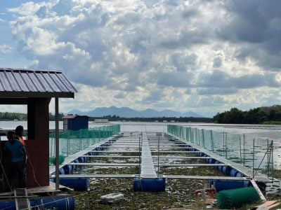 产量年年提升  督乌班湖网箱养殖稳健发展 