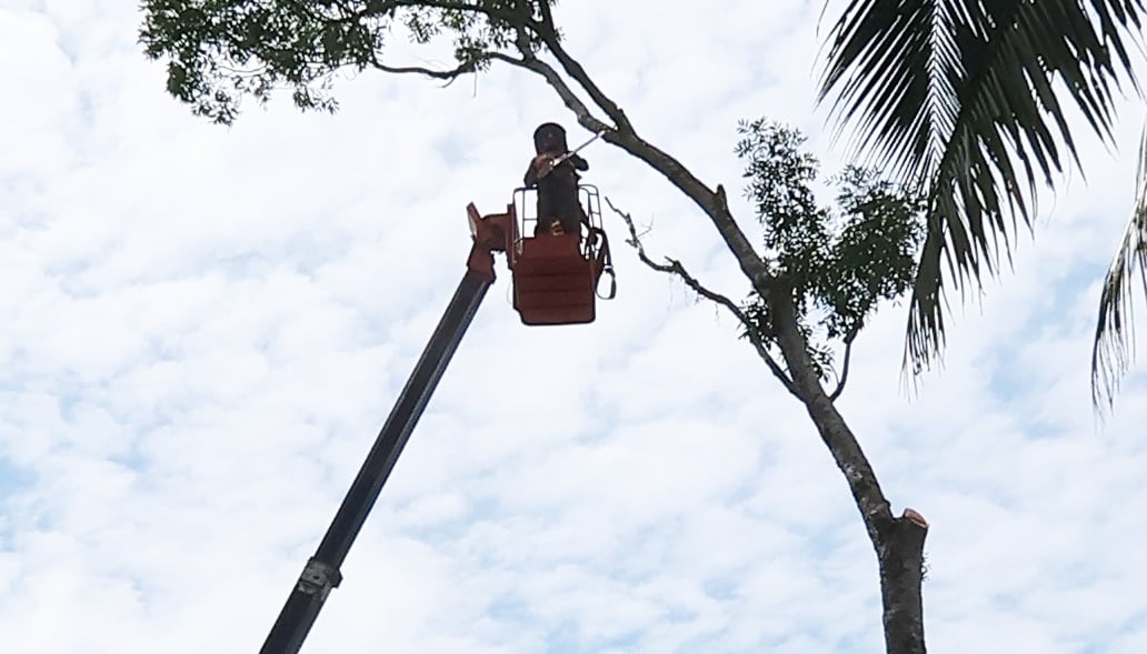 东:已签发:为了避免在东北季候风期间发生树木倒塌事故,关丹市政厅披露,市内将有近50棵被确认有风险,年龄超过30年的树木将被砍伐