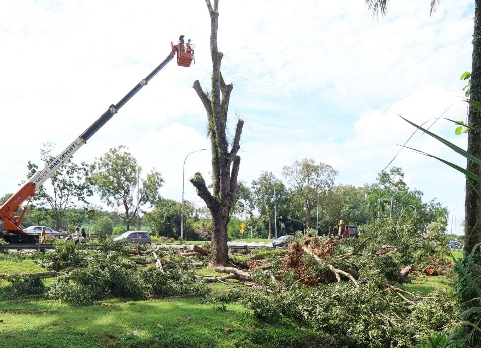 东:已签发:为了避免在东北季候风期间发生树木倒塌事故,关丹市政厅披露,市内将有近50棵被确认有风险,年龄超过30年的树木将被砍伐
