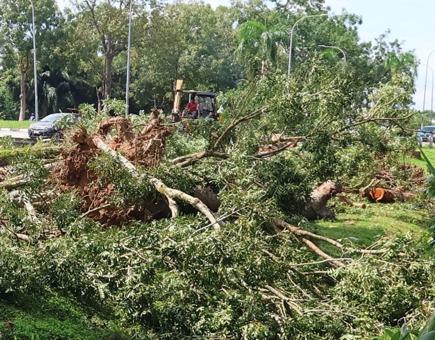 东:已签发:为了避免在东北季候风期间发生树木倒塌事故,关丹市政厅披露,市内将有近50棵被确认有风险,年龄超过30年的树木将被砍伐