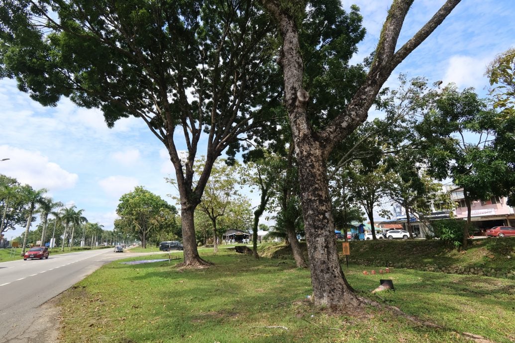 东:已签发:为了避免在东北季候风期间发生树木倒塌事故,关丹市政厅披露,市内将有近50棵被确认有风险,年龄超过30年的树木将被砍伐