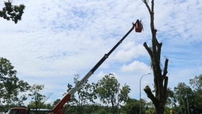 关丹市政厅将砍伐近50棵超30年树木 以防东北季候风期间倒塌事故