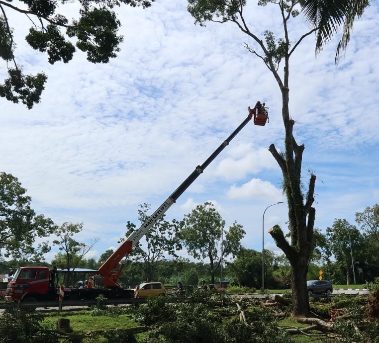 东:已签发:为了避免在东北季候风期间发生树木倒塌事故,关丹市政厅披露,市内将有近50棵被确认有风险,年龄超过30年的树木将被砍伐