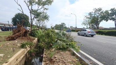 关丹市厅清理倒树 逾90宗砍树申请待处理