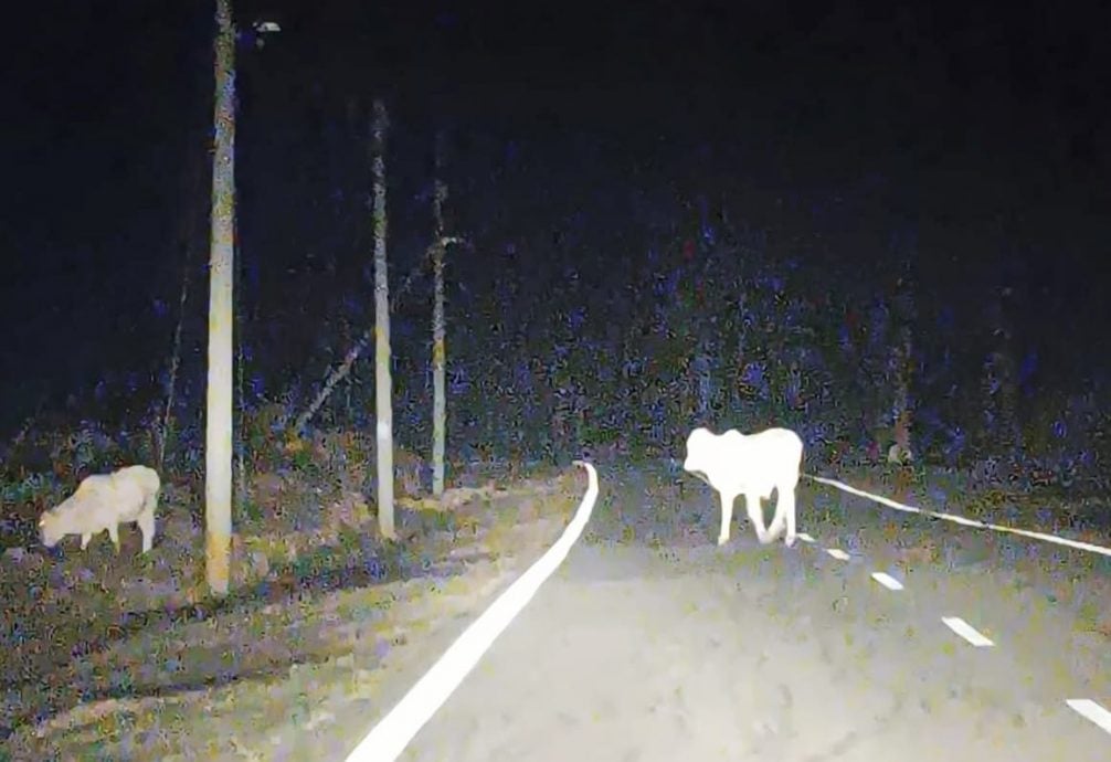 东：牛只路上游荡惹祸  遇事者心有余悸