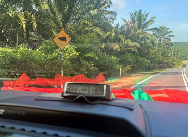 东：牛只路上游荡惹祸  遇事者心有余悸