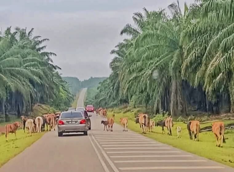 东：牛只路上游荡惹祸  遇事者心有余悸