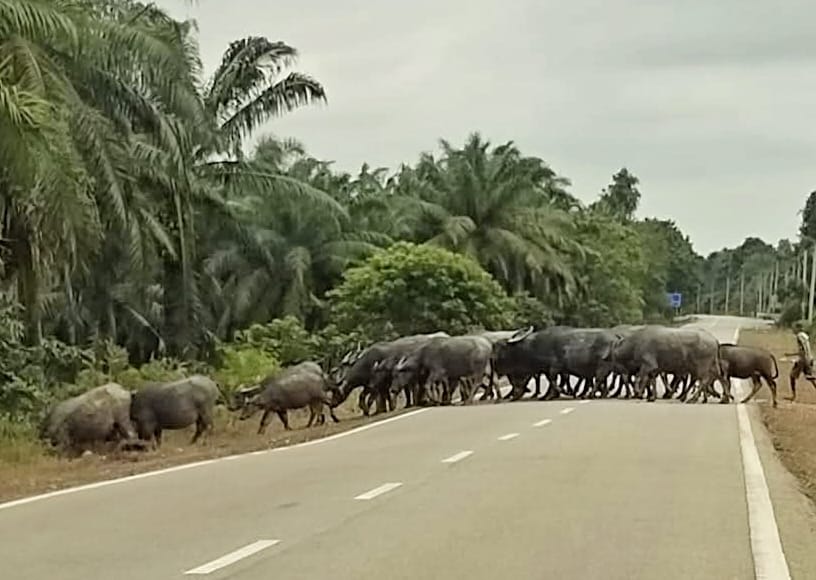 东：牛只路上游荡惹祸  遇事者心有余悸
