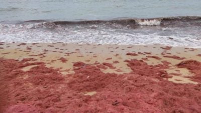 学者：登大临近海滩大量出现  “别摸红藻免引瘙痒症”