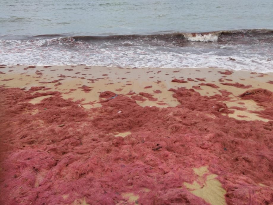东:登大学者:沿岸红藻触摸引起瘙痒