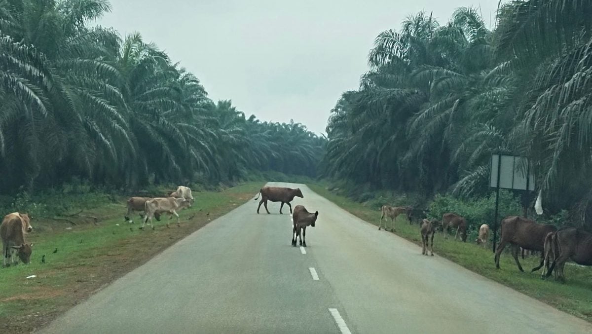 东：百乐兽医局警告养牛户避免触法