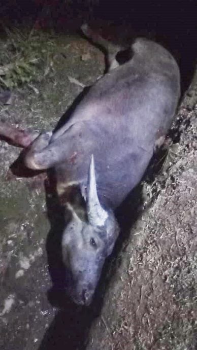 东：百乐又有牛只意外！司机受伤 水牛公众宰了