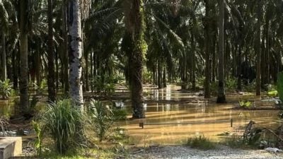 直凉河水高涨逼近危险 桥路淹水忧住区水患