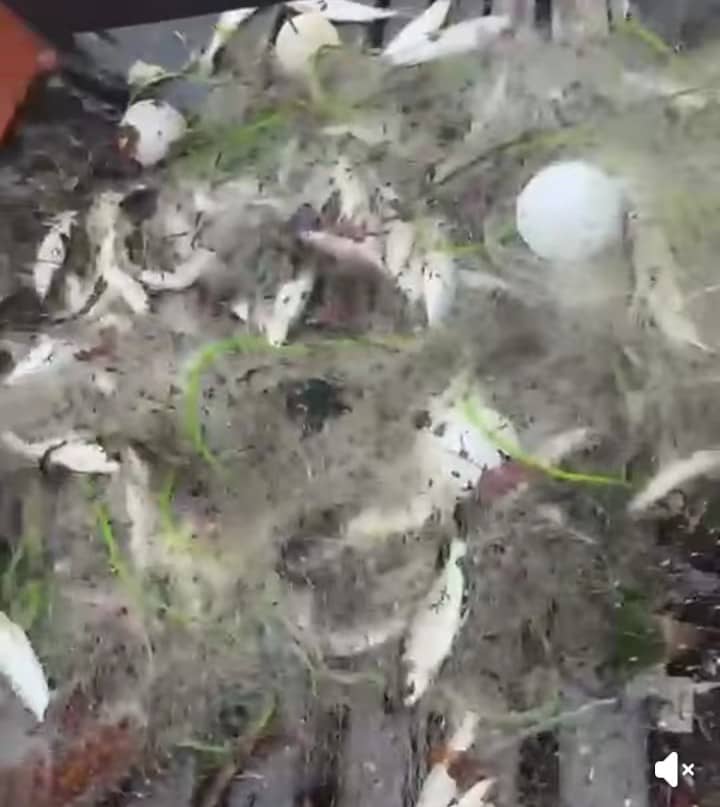 东:(已签发)淡比灵河涌现大量欧洲鲤鱼 预告季风来临