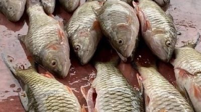 预告季候风来临   淡比灵河涌现欧洲鲤鱼