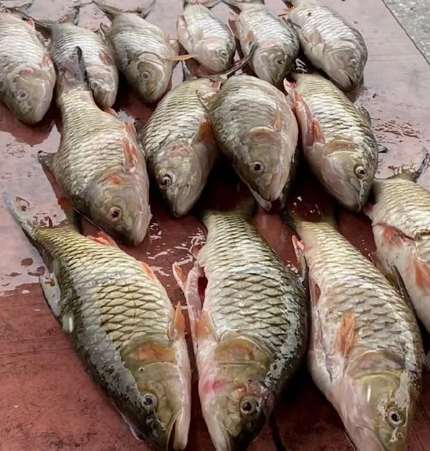 东:(已签发)淡比灵河涌现大量欧洲鲤鱼 预告季风来临