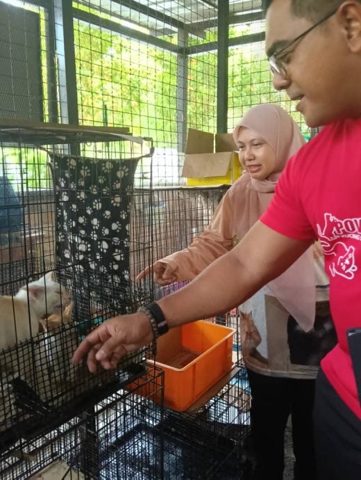 东:(已签发)淡马鲁爱猫俱乐部呼吁民众领养“毛孩之家”流浪猫