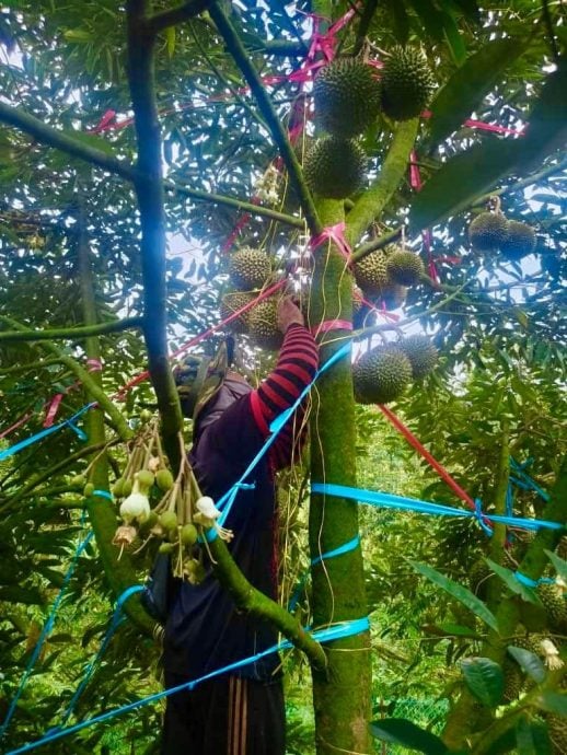 东：（未签发）不让榴梿落地损坏果肉，绑榴梿是品质管理一环